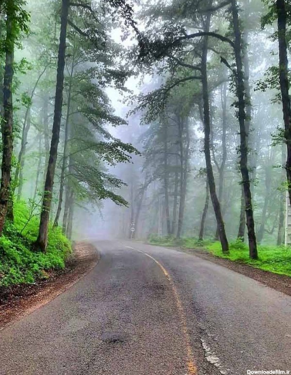 جاده مه گرفته میان درختان انبوه جنگل دالخانی