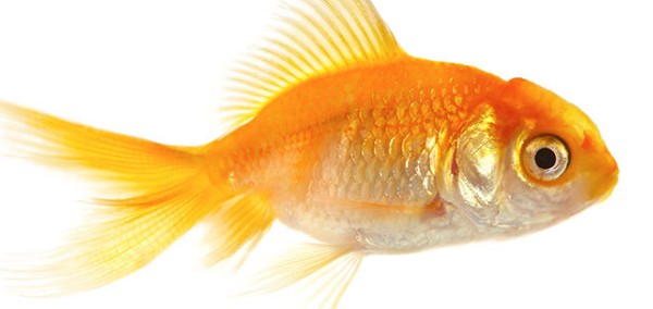 عکس با کیفیت ماهی قرمز با پس زمینه سفید