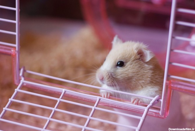 راهنمای نگهداری از همستر به عنوان حیوان خانگی +تغذیه، طول عمر، بهداشت