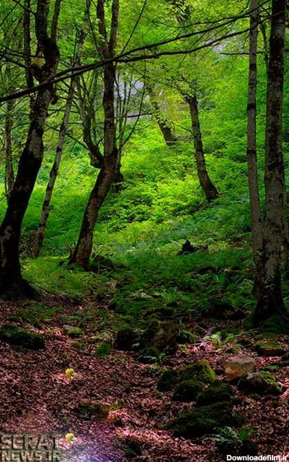 عکس از جنگل های شمال