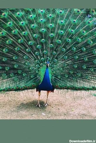زیباترین متن ادبی با مضمون طاووس