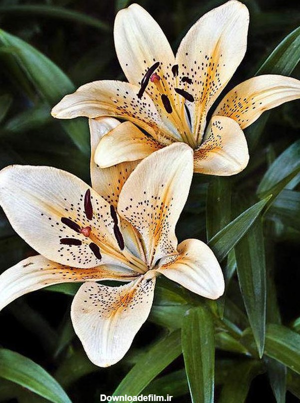 گالری چشم نواز عکس گل سوسن در رنگ‌ های مختلف | ستاره