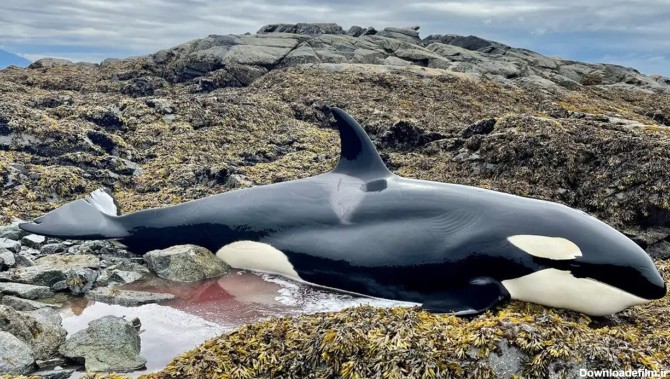 عملیات نجات بچه نهنگ قاتل + فیلم