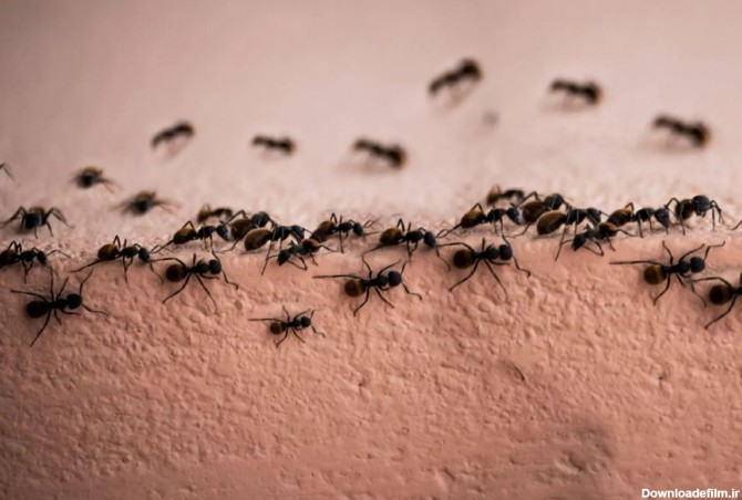 ۷ ترفند خانگی برای فراری دادن مورچه از خانه - همشهری آنلاین