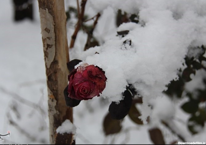 بارش نخستین برف زمستانی در ارومیه به روایت تصویر - تسنیم