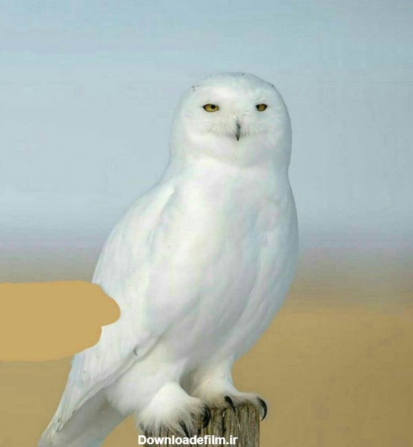 جغد سفید معروف به شبح سفید - عکس ویسگون