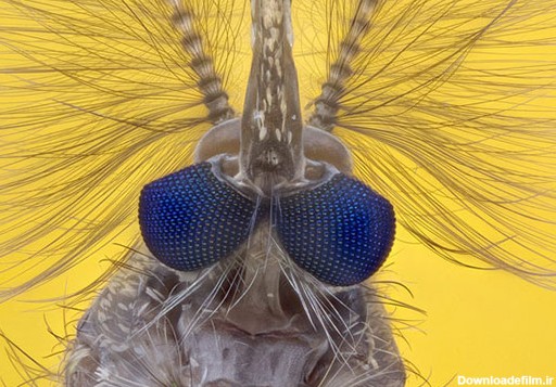 عکاسی میکروسکوپی از پشه