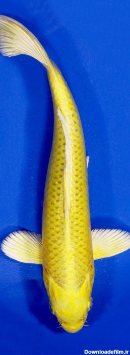 معرفی انواع نژاد ماهی کوی ژاپنی همراه با تصویر - ماهی من