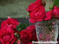 عکس متحرک گل رز قرمز زیبا