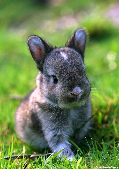 عکس های زیبا و بامزه از خرگوش های ناز و کوچولو