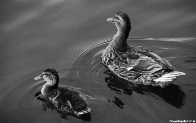 دانلود تصویر سیاه و سفید اردک | تیک طرح مرجع گرافیک ایران