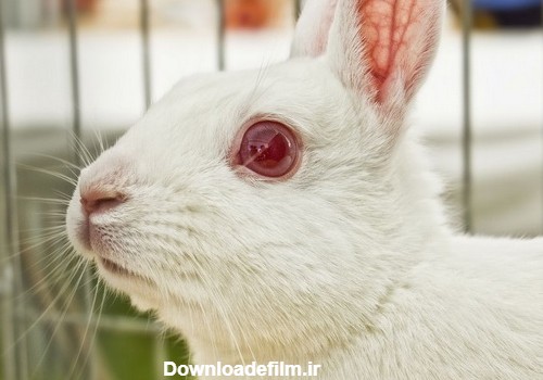زالی در خرگوش ها || آیا زالی در خرگوش ها باعث نابینایی می شود؟