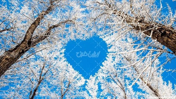 تصویر با کیفیت منظره زیبای برف روی درخت همراه با زمستان - ایران طرح