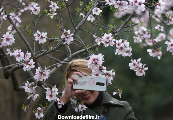 80 عکس جذاب و باکیفیت شکوفه بادام بهاری