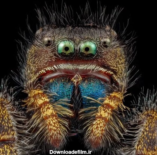 تصویر ترسناکی از صورت یک مورچه