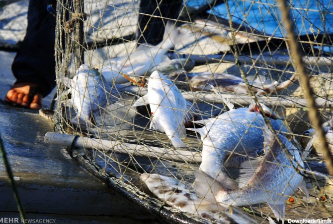 صید ماهی با قفس ماهیگیری (عکس)