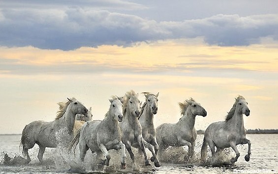 خبرآنلاین - تصاویری دیدنی از اسب‌های وحشی