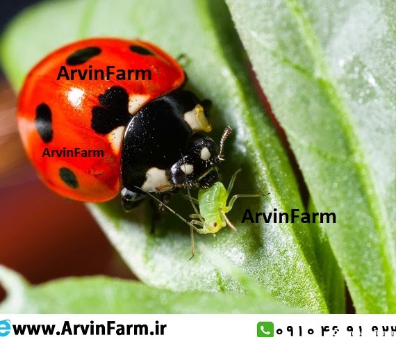 ویژگی های غذایی در کفشدوزک های شکارگر • مزرعه آروین Arvin Farm