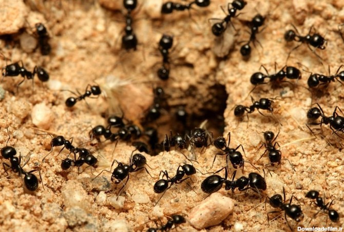 شهرهای زیرزمینی حاصل کار مهندسانی فوق حرفه ای به نام "مورچه ...