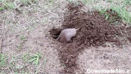 حفر کردن زمین توسط موش کور