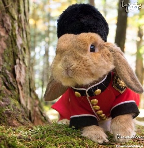 خوشتیپ ترین خرگوش جهان! +عکس
