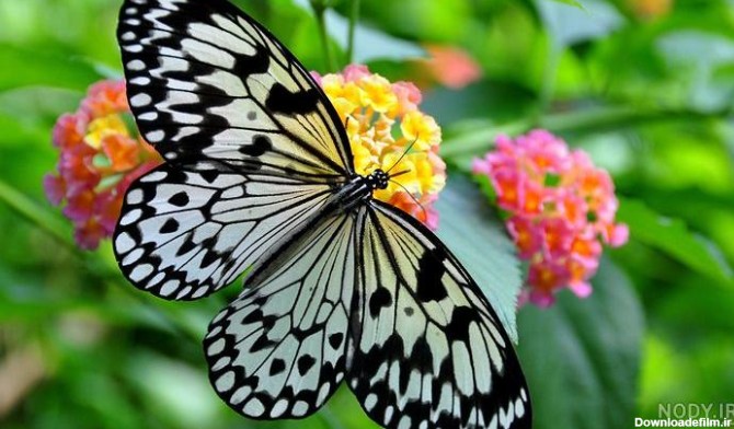 عکس پروانه رنگی