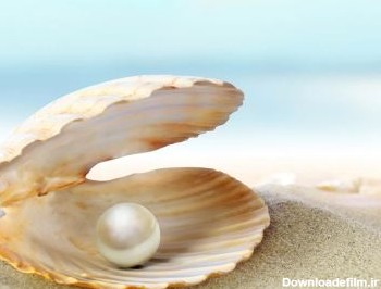 عکس پروفایل صدف shell with pearl