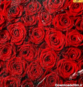 عکس متحرک گل رز قرمز عاشقانه | گیف گیف