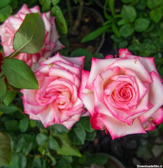 گل رز هلندی لب ماتیکی صورتی - خرید گل رز برای فضاسازی
