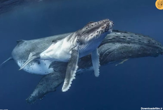فرارو | تصاویری نادر از شیر دادن نهنگ گوژپشت به بچه خود