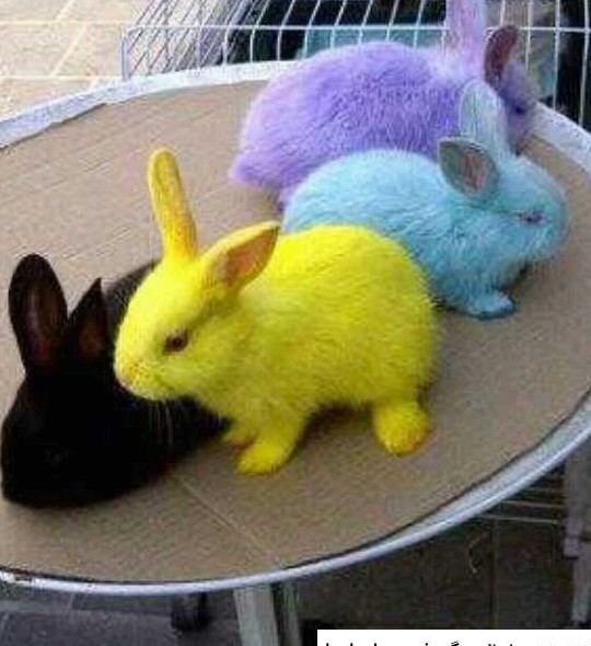 عکس خرگوش های رنگی ❤️ [ بهترین تصاویر ]