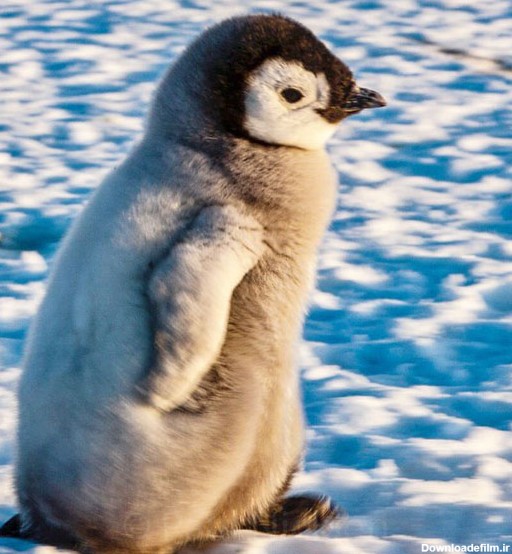 مجموعه عکس پنگوئن ها (پاول نیکلن) | متمم