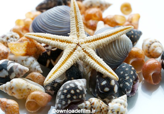 عکس صدف های زیبای دریایی
