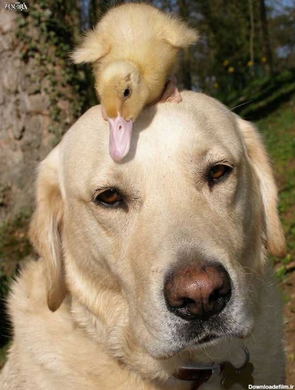دوست باوفایی که جای خالی مادر این جوجه اردک را پر کرده/ عکس