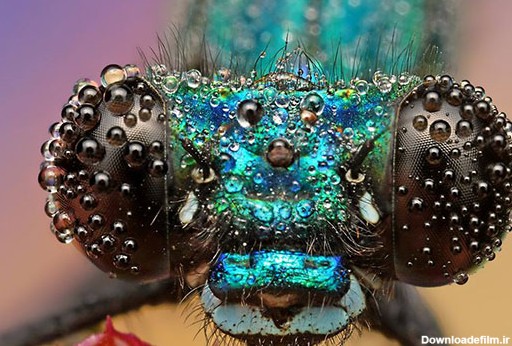 عکاسی ماکرو از حشرات