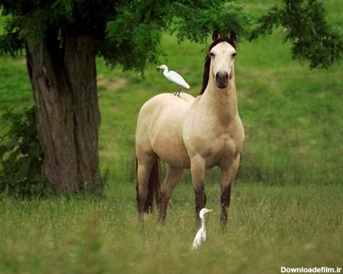 عکس اسب های خیلی خوشگل