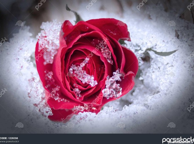 گل سرخ در برف 1226356