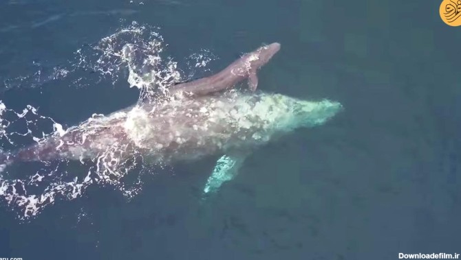 فرارو | (ویدئو) شکار تصاویر زیبا و نادر از لحظه تولد نوزاد نهنگ!