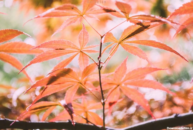 معرفی درخت افرا ژاپنی و روش نگهداری از آن | گُل‌سِتان