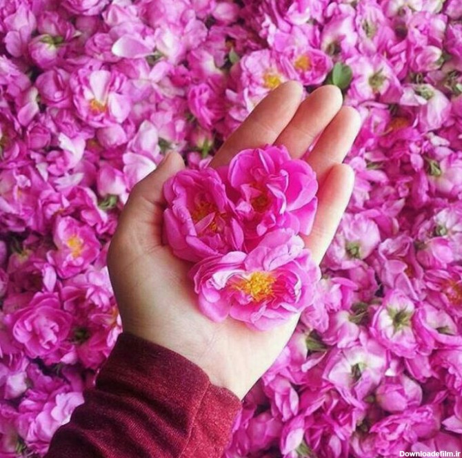 دمنوش گل محمدی