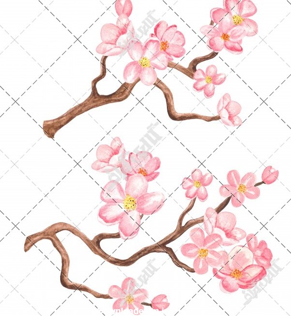 عکس نقاشی شکوفه های صورتی شاخه درخت