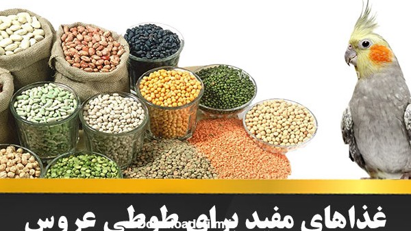 غذای عروس هلندی | غذای مقوی برای طوطی عروس + تازه دونخور