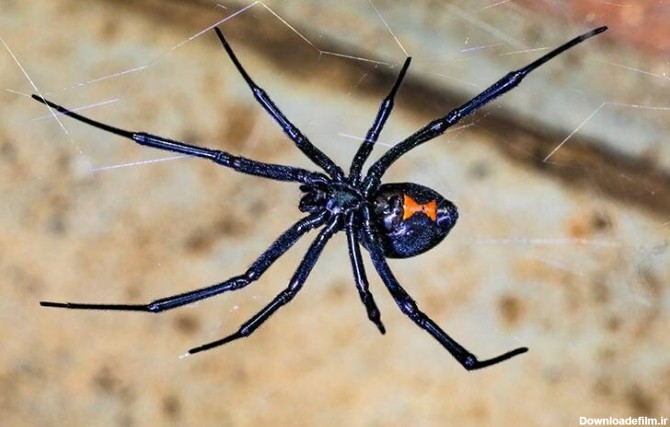 فرارو | (عکس) خطرناک‌ترین عنکبوت دنیا؛ این شکارچی ترسناک کجا ...