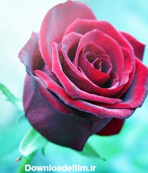 سری دوم گالری عکس های گل رز قرمز زیبا | تصاویر گل رز سرخ