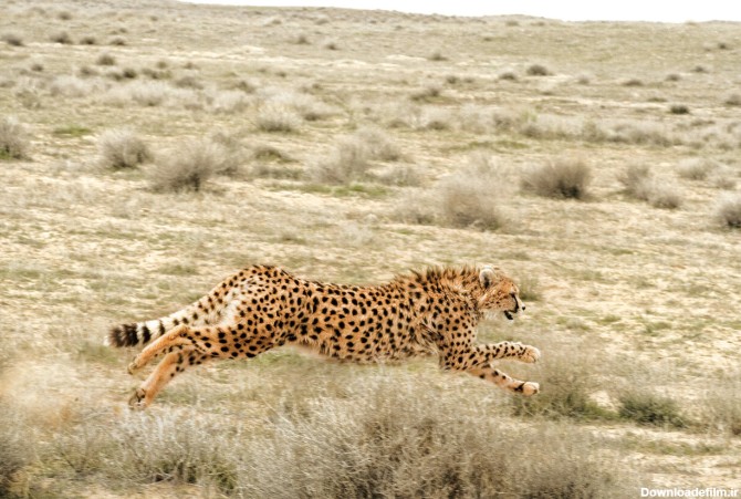 همشهری آنلاین - تصاویری نادر از سریع‌ترین حیوان جهان در طبیعت ایران
