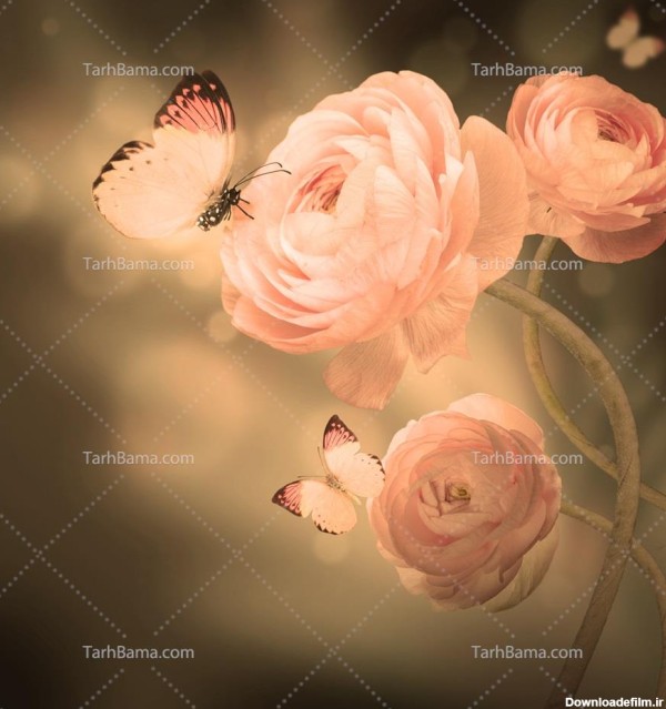 مجموعه عکس گل و پروانه زیبا برای پروفایل (جدید)