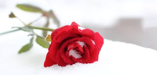 با 15 گل زمستانی مقاوم به سرما آشنا شوید ! - ایران درخت