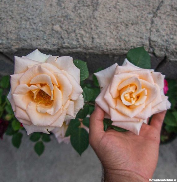 گل رز نباتی درشت برای باغچه - خرید عمده گل رز در تهران