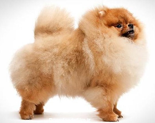 سگ پامرانیان | Pomeranian