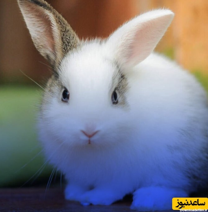 ستاره شدن زیباترین حیوان دنیا؛ خرگوشی که گوش هایش شبیه بال فرشته است!+عکس